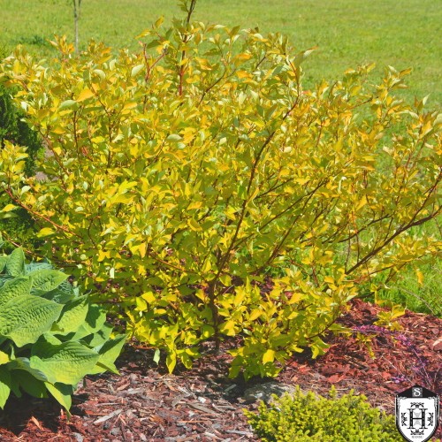 Cornus alba 'Aurea' - Siberi kontpuu 'Aurea' C5/5L